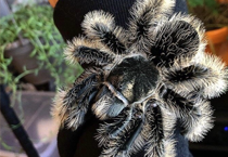 Exotic animals