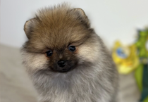Puppies and dogs