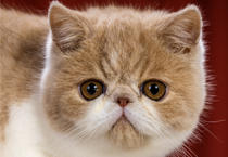 Cats and kittens